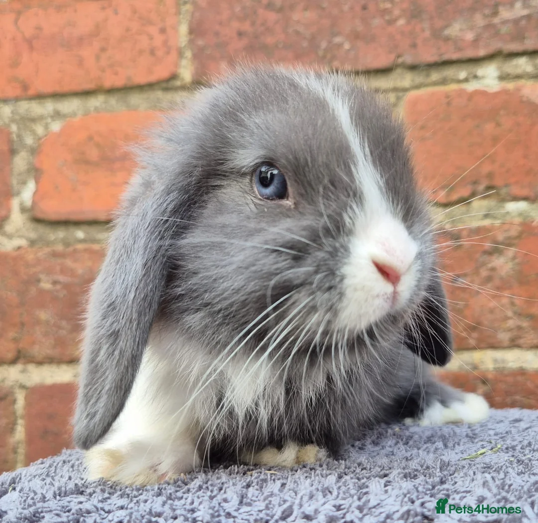 Mini Lop rabbits for sale: Mini lops ready to leave now 8 weeks old  - Advert 2