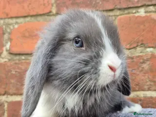 Mini Lop rabbits Mini lops ready - Advert 4