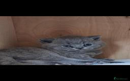 British Shorthair cats for sale: British Shorthair Kittens, 5 weeks free Insurance - Image 13