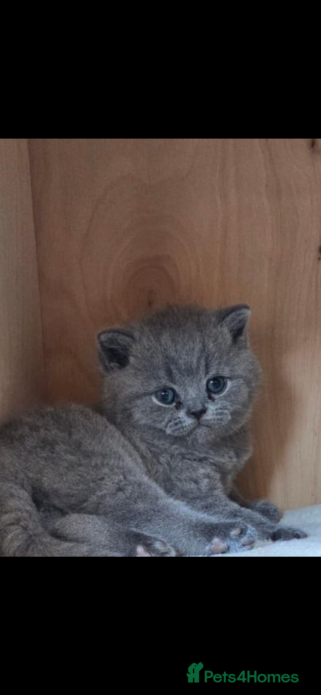 British Shorthair cats for sale: British Shorthair Kittens, 5 weeks free Insurance - Image 13