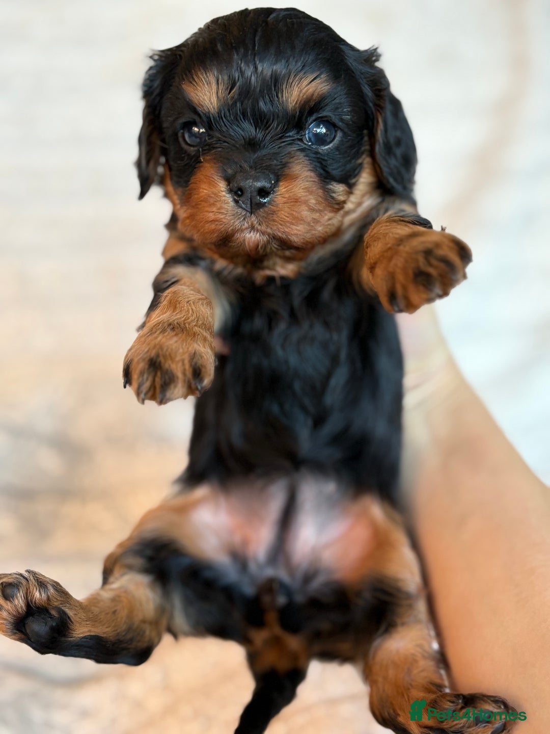 Cavalier King Charles Spaniel dogs for sale: Cavalier King Charles spaniel puppies - Advert 16