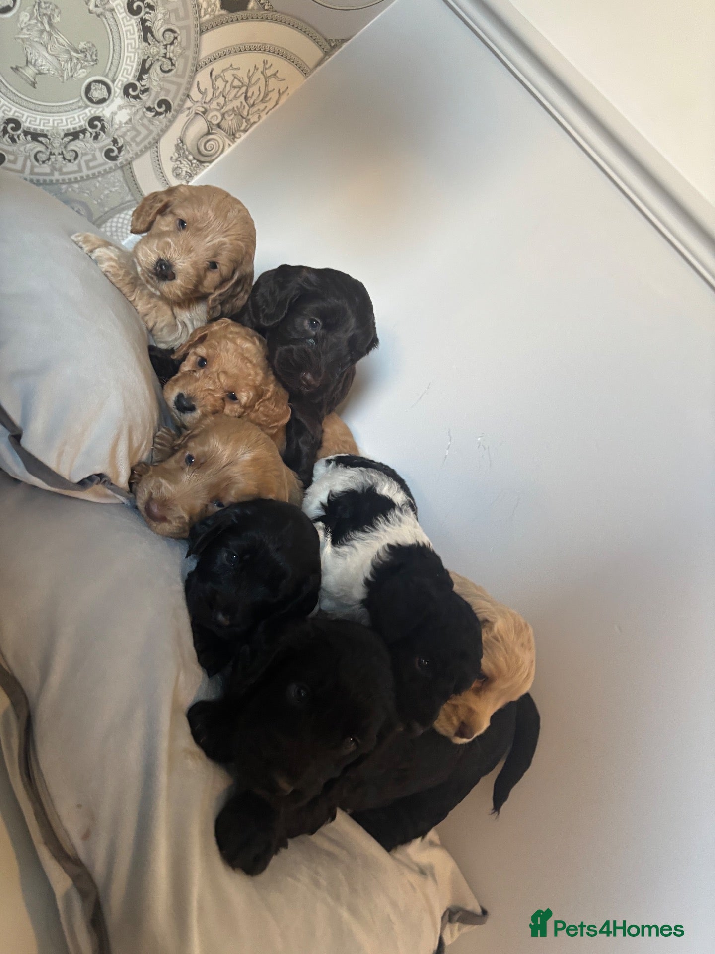 Cockapoo dogs 🐾💕7 GORGEOUS COCKAPOOS GIRLS 💕🐾 - Advert 1