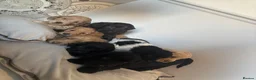Cockapoo dogs for sale: 🐾💕7 GORGEOUS COCKAPOOS GIRLS 💕🐾 in Littlehampton - Advert 1