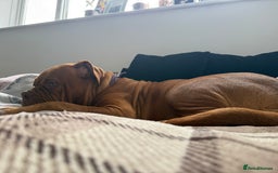 Dogue De Bordeaux dogs for sale: Tina  - Image 5