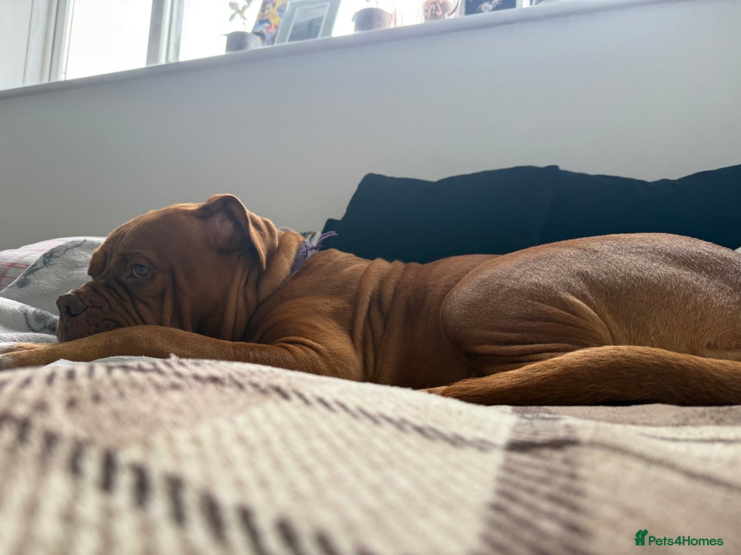 Dogue De Bordeaux dogs for sale: Tina  - Image 5