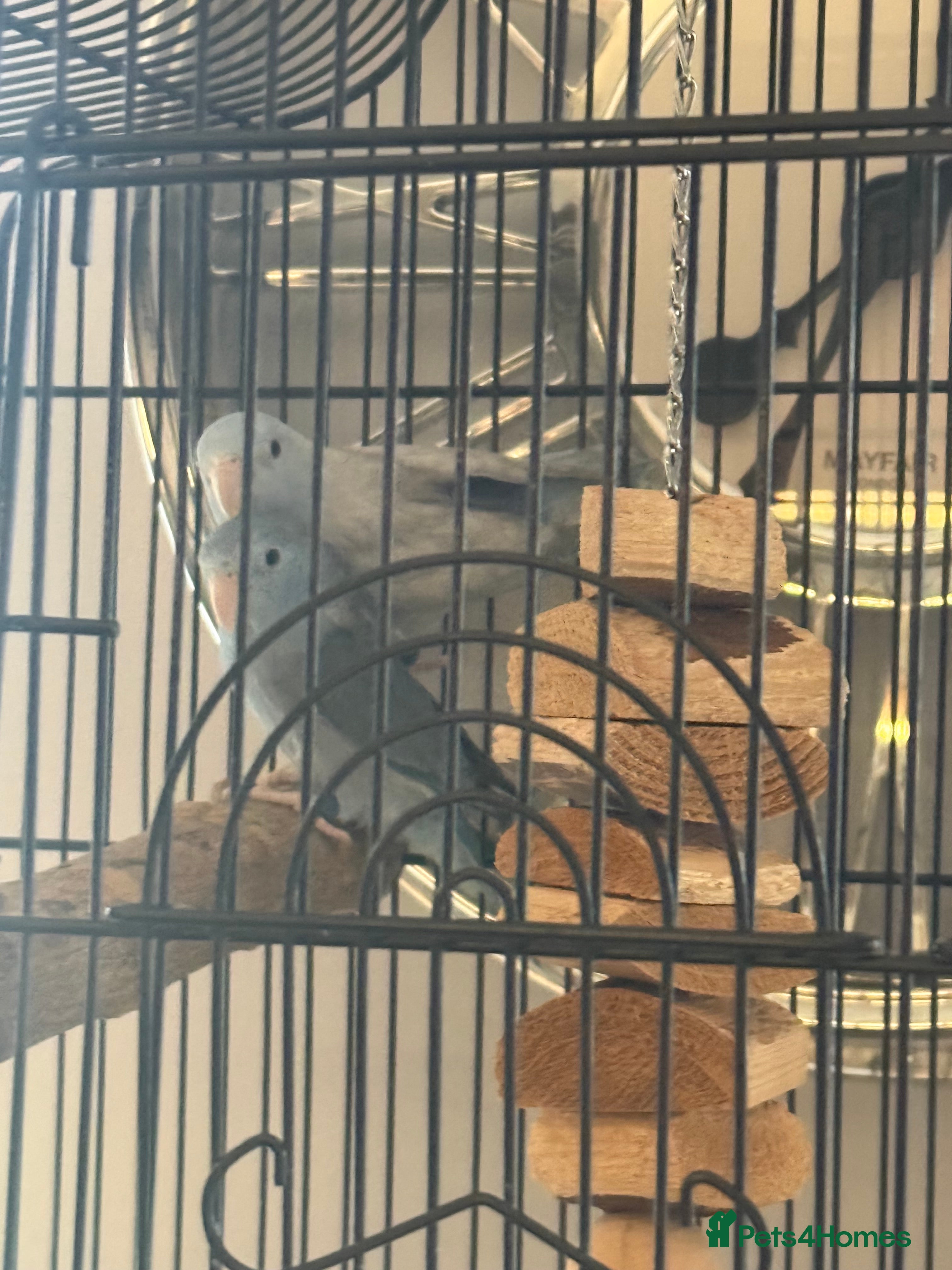 Mixed Breed birds 2 bonded parrotlets with cage  - Advert 1
