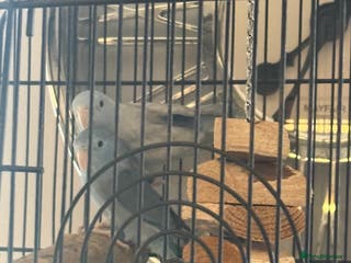 Mixed Breed birds 2 bonded parrotlets with cage - Advert 1