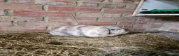 Mini Lop rabbits for sale: Mini Lops For Sale - Advert 2