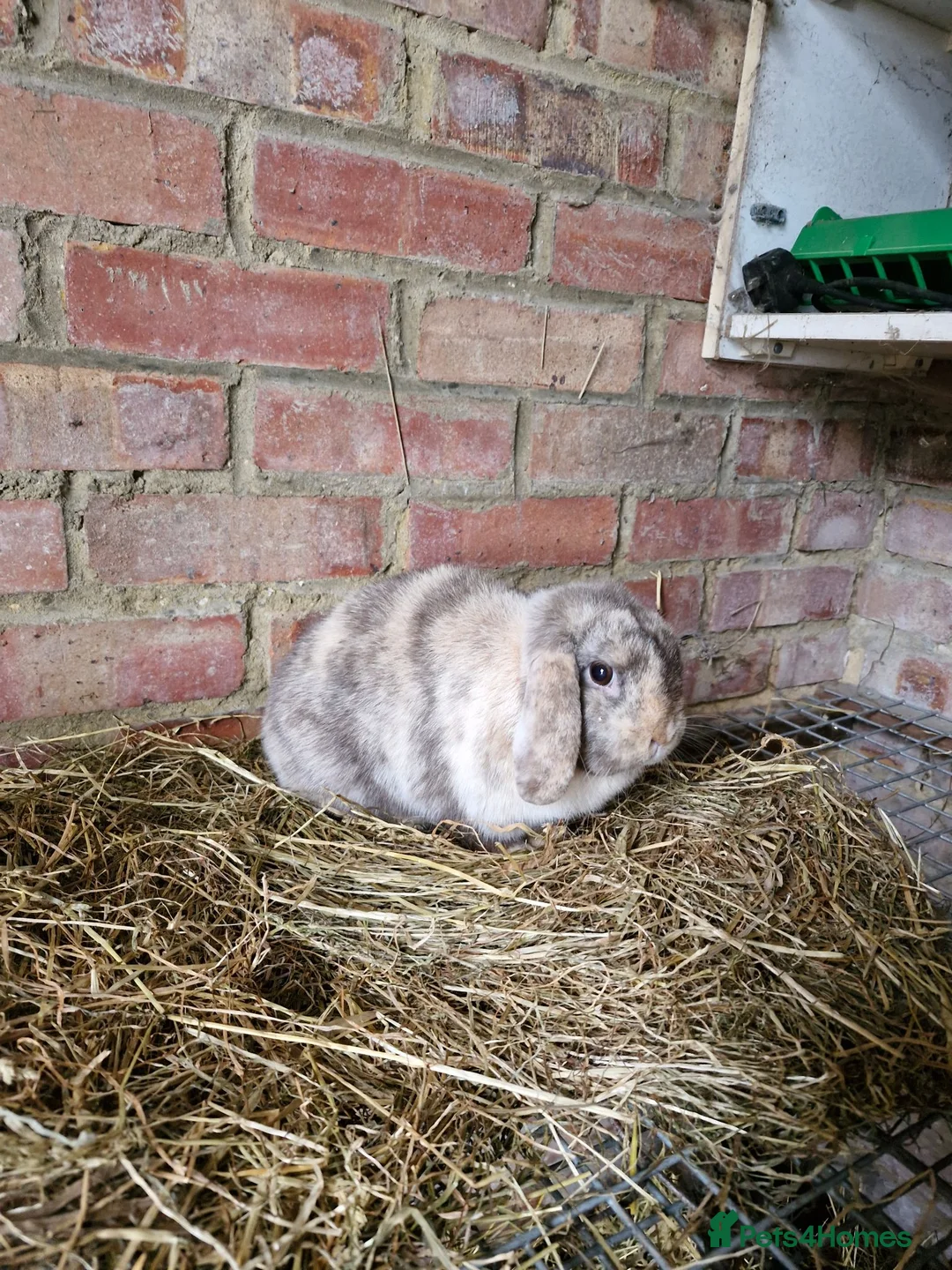 Mini Lop rabbits for sale: Mini Lops For Sale - Advert 2
