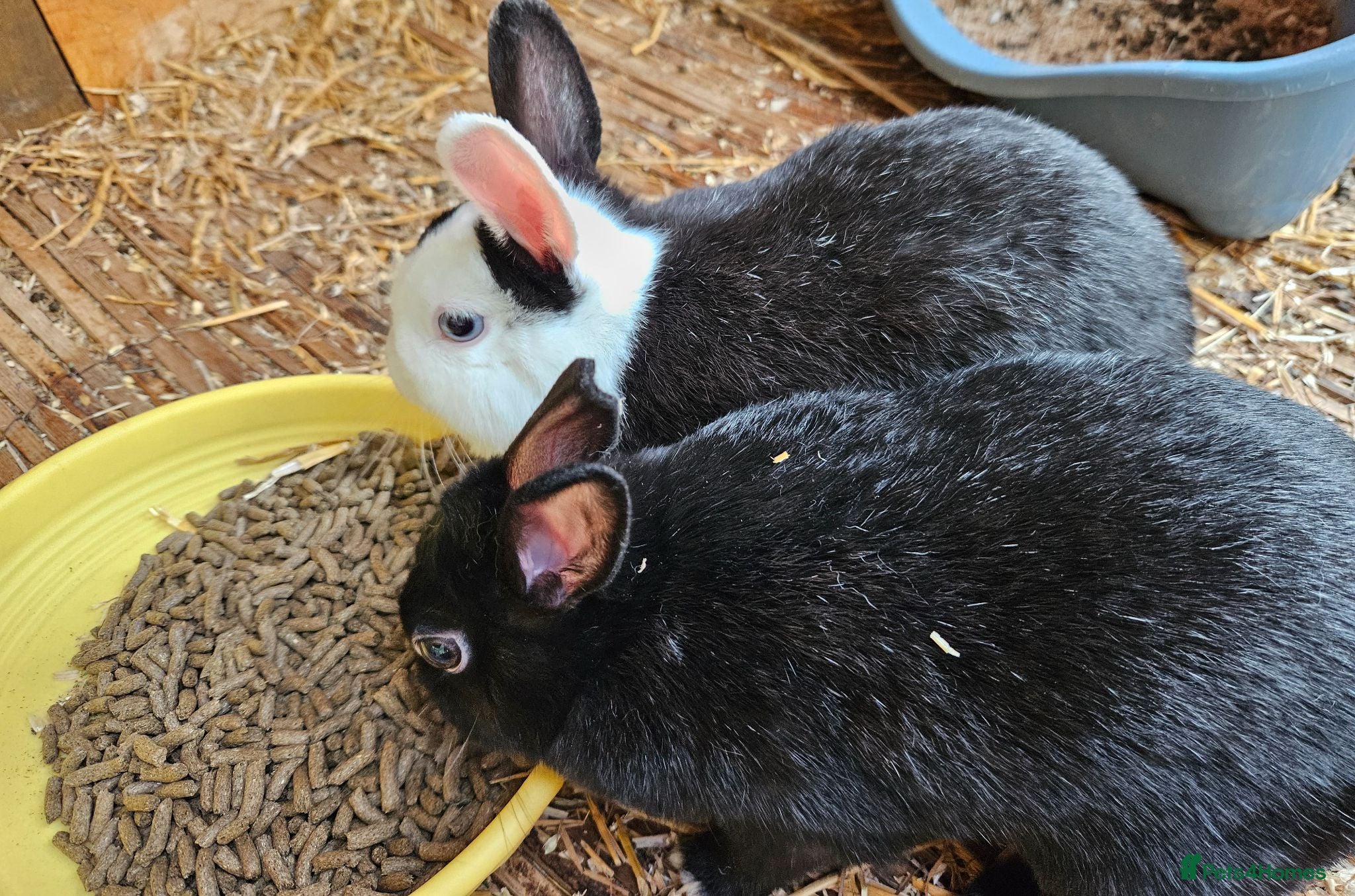 Mixed Breed rabbits Baby bunny's  - Advert 14