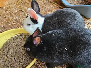 Mixed Breed rabbits Baby bunny's - Advert 14