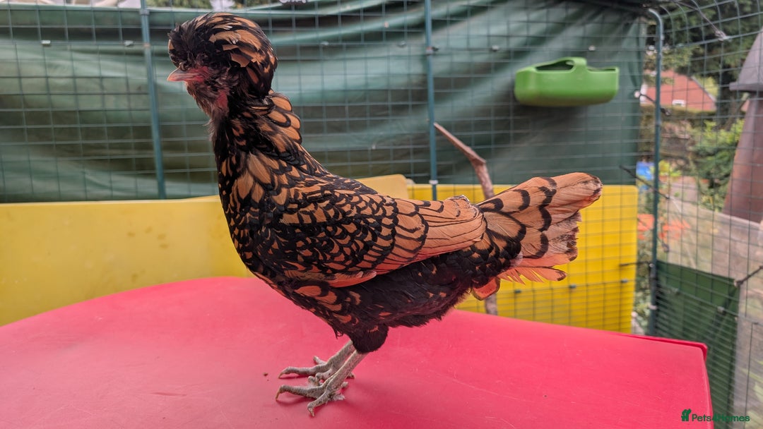 Chickens poultry for sale: 7 mixed bantams hens, polish, pekin and more - Image 3