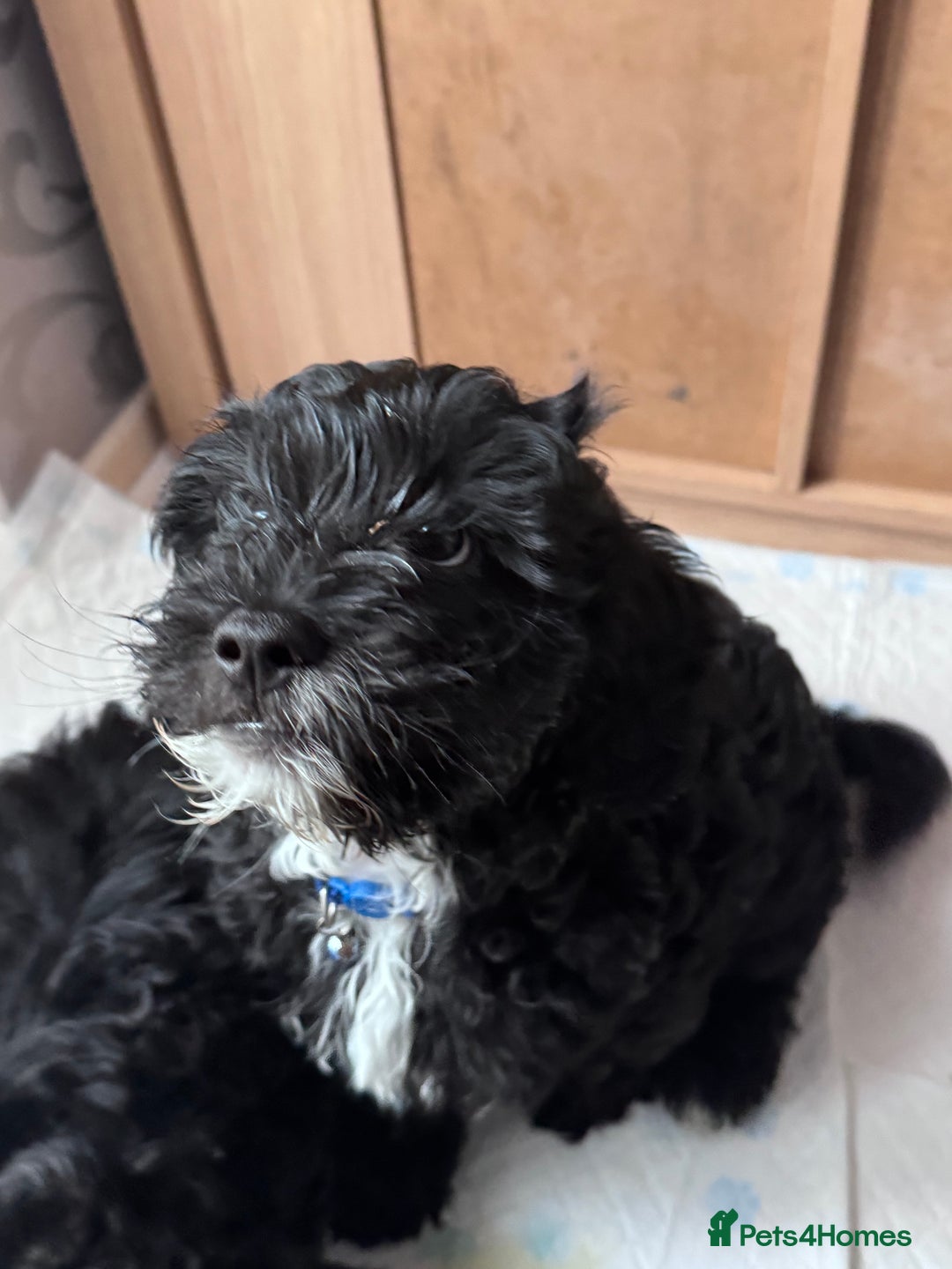 Mixed Breed dogs for sale: Shihpoo puppies  - Advert 8