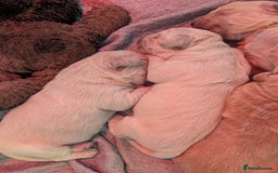Golden Retriever dogs for sale: KC Golden Retriever Puppies for sale (4 boys left) - Image 6