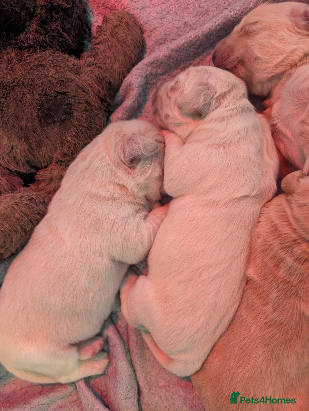Golden Retriever dogs for sale: KC Golden Retriever Puppies for sale (4 boys left) - Image 6