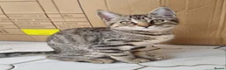 Maine Coon cats for sale: Beautiful 3/4 Maine Coon cross Kittens - Advert 26