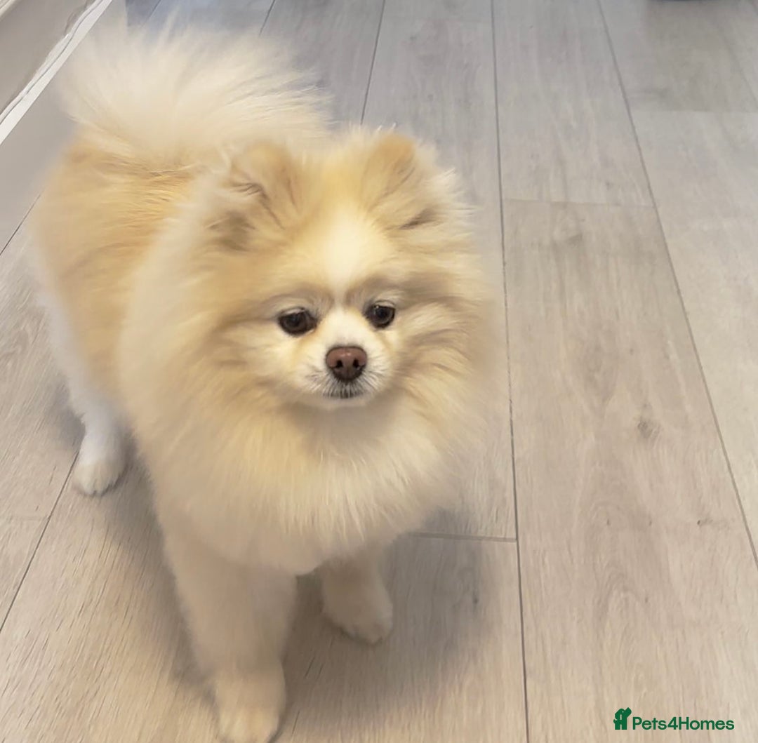 Pomeranian dogs for sale: Champion blood line teddy bear Pomeranian pups  - Advert 5