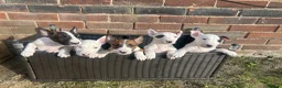 English Bull Terrier dogs for sale: English bull terrier  in Durham - Advert 2