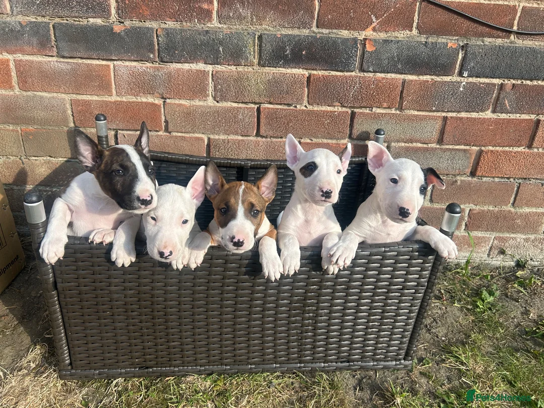 English Bull Terrier dogs for sale: English bull terrier  in Durham - Advert 2