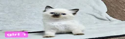 Ragdoll cats for sale: Stunning Ragdoll Kittens Available - Advert 9
