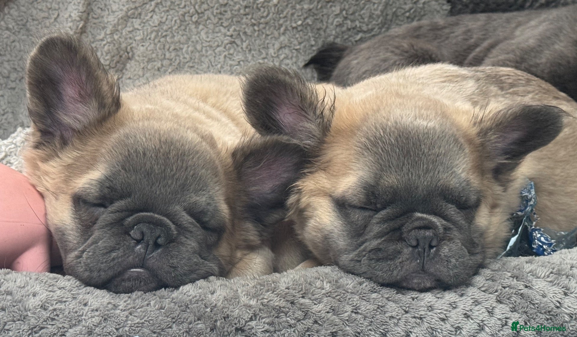 French Bulldog dogs 🐾💕 TWO GORGEOUS FLUFFY FRENCH BULLDOGS 💕🐾 - Advert 1