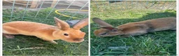 Rex rabbits for sale: Rex mixed bunnies  - Advert 1