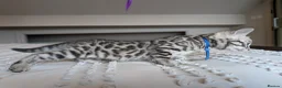 Bengal cats for sale: 🖤🩶🤍 Stunning Bengal Kittens 🤍🩶🖤 - Advert 34