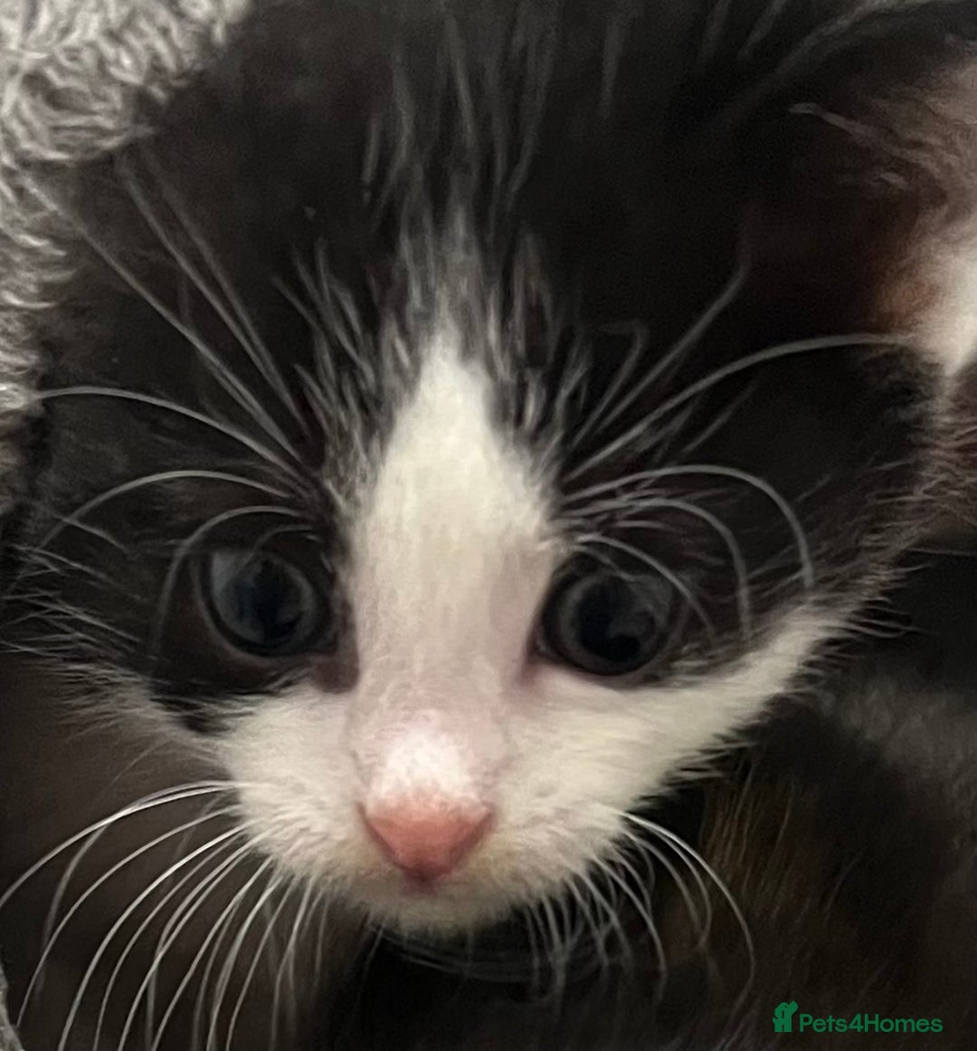 Mixed Breed cats for sale: A Surprise Litter. Dot’s first and last!  - Advert 32