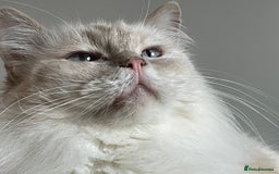 Ragdoll cats for sale: Ready to retire  - Image 17