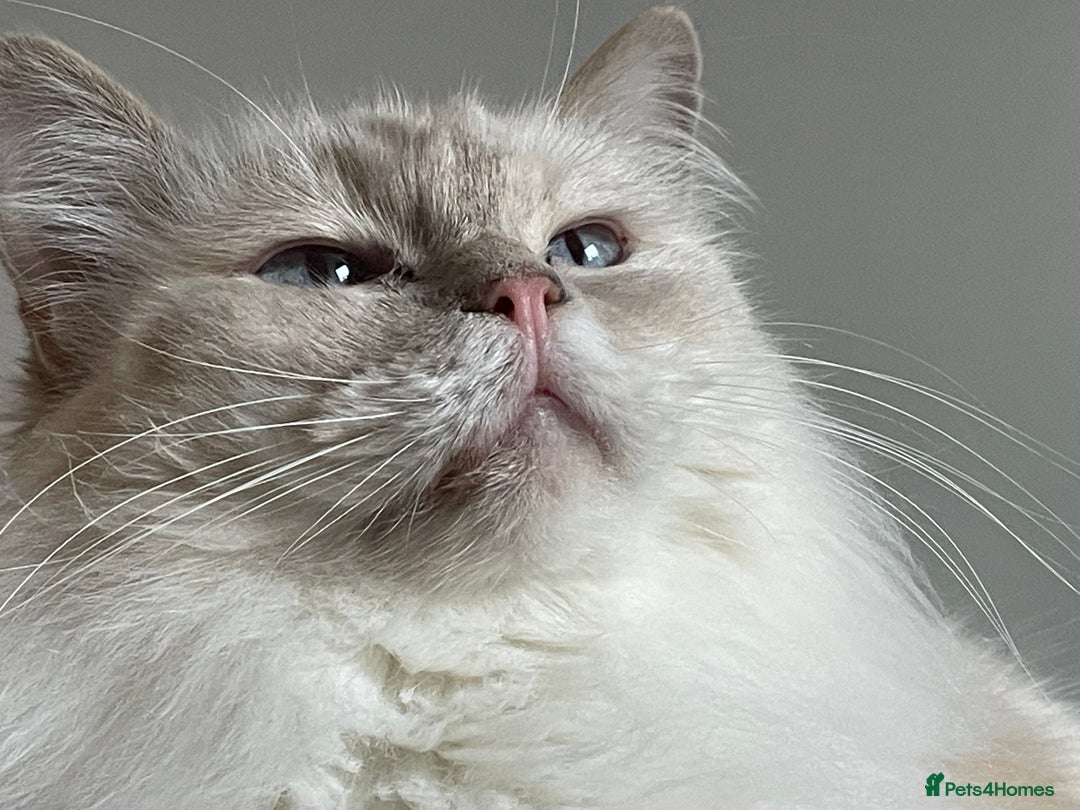 Ragdoll cats for sale: Ready to retire  - Image 17
