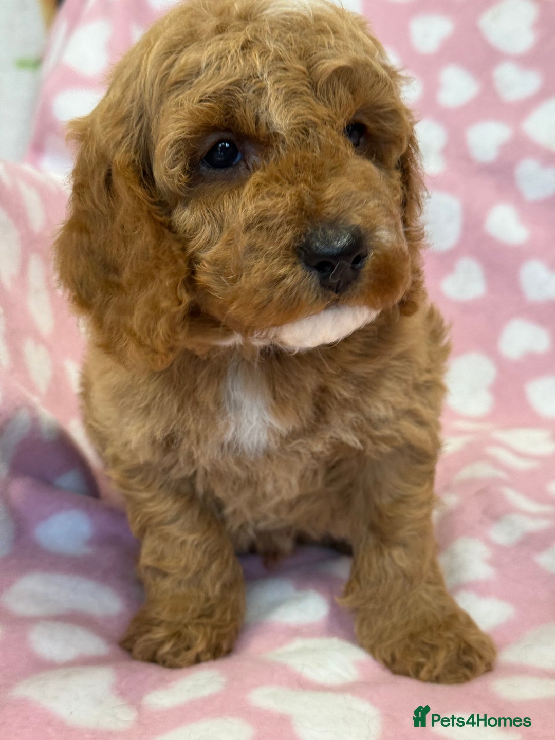 Cockapoo dogs for sale: Cockapoos F1B puppies  - Advert 9