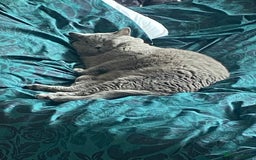 British Shorthair cats for sale: British blue BSH  - Image 12