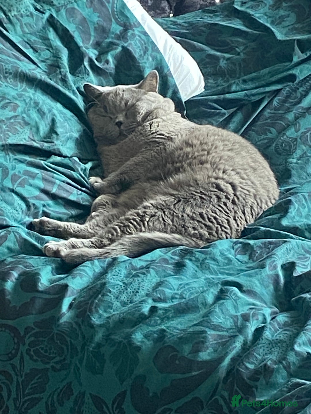 British Shorthair cats for sale: British blue BSH  - Image 12