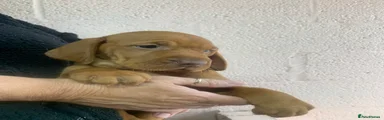 Hungarian Vizsla 4