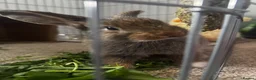 Mini Lop rabbits for sale: 2 beautiful Mini Lop Boys - Advert 6