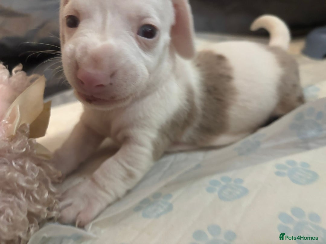 Dachshund dogs for sale: Dachshund puppies  - Advert 2