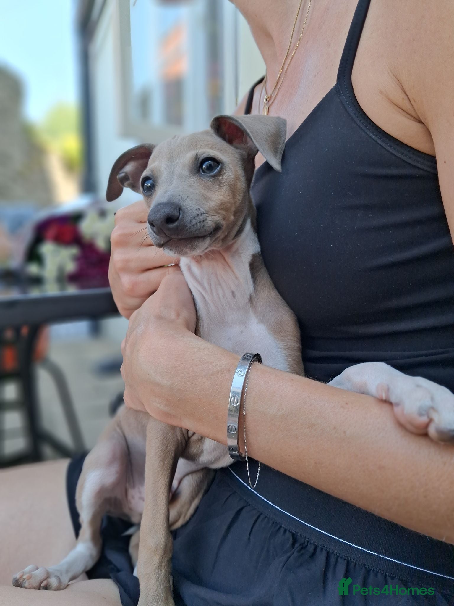 Italian Greyhound dogs READY KC Registered Italian greyhound Dog puppy - Advert 6
