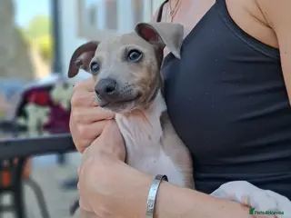 Italian Greyhound dogs READY KC Registered Italian greyhound Dog puppy - Advert 6