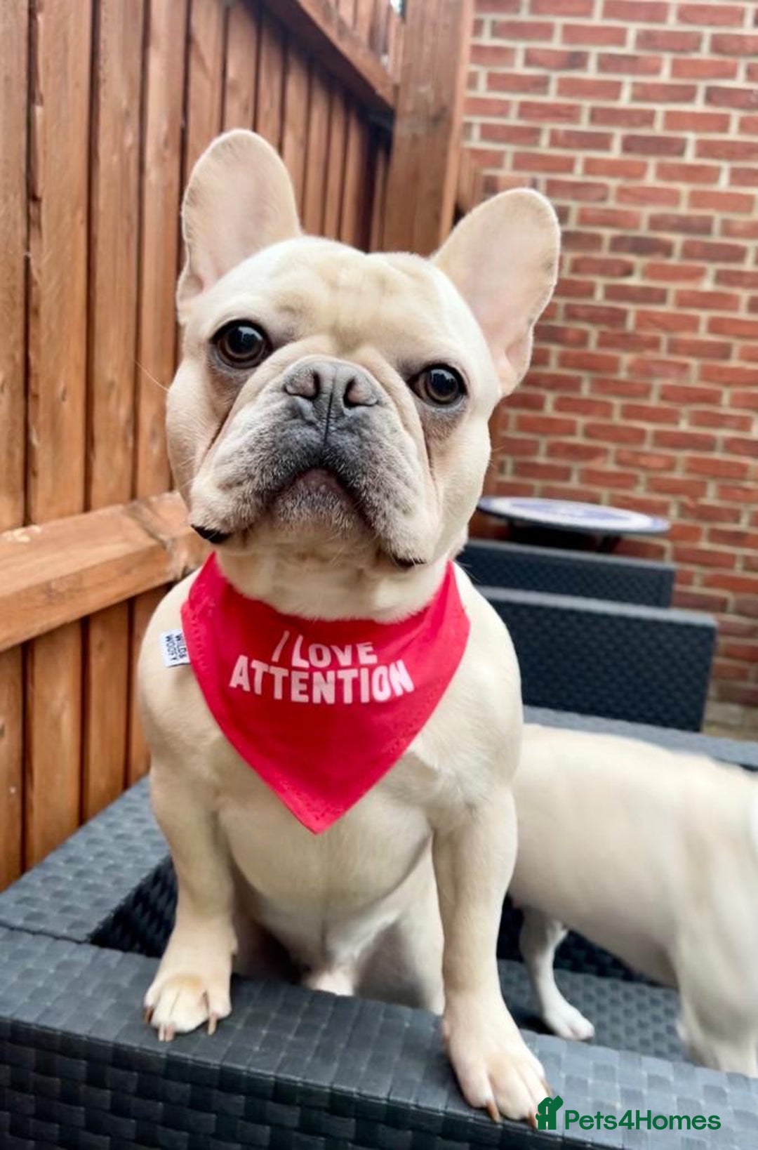 French Bulldog dogs for stud: 🌟🔥LILAC PLATINUM KC REG FRENCH BULLDOG STUD🔥🌟 in Uxbridge - Image 19