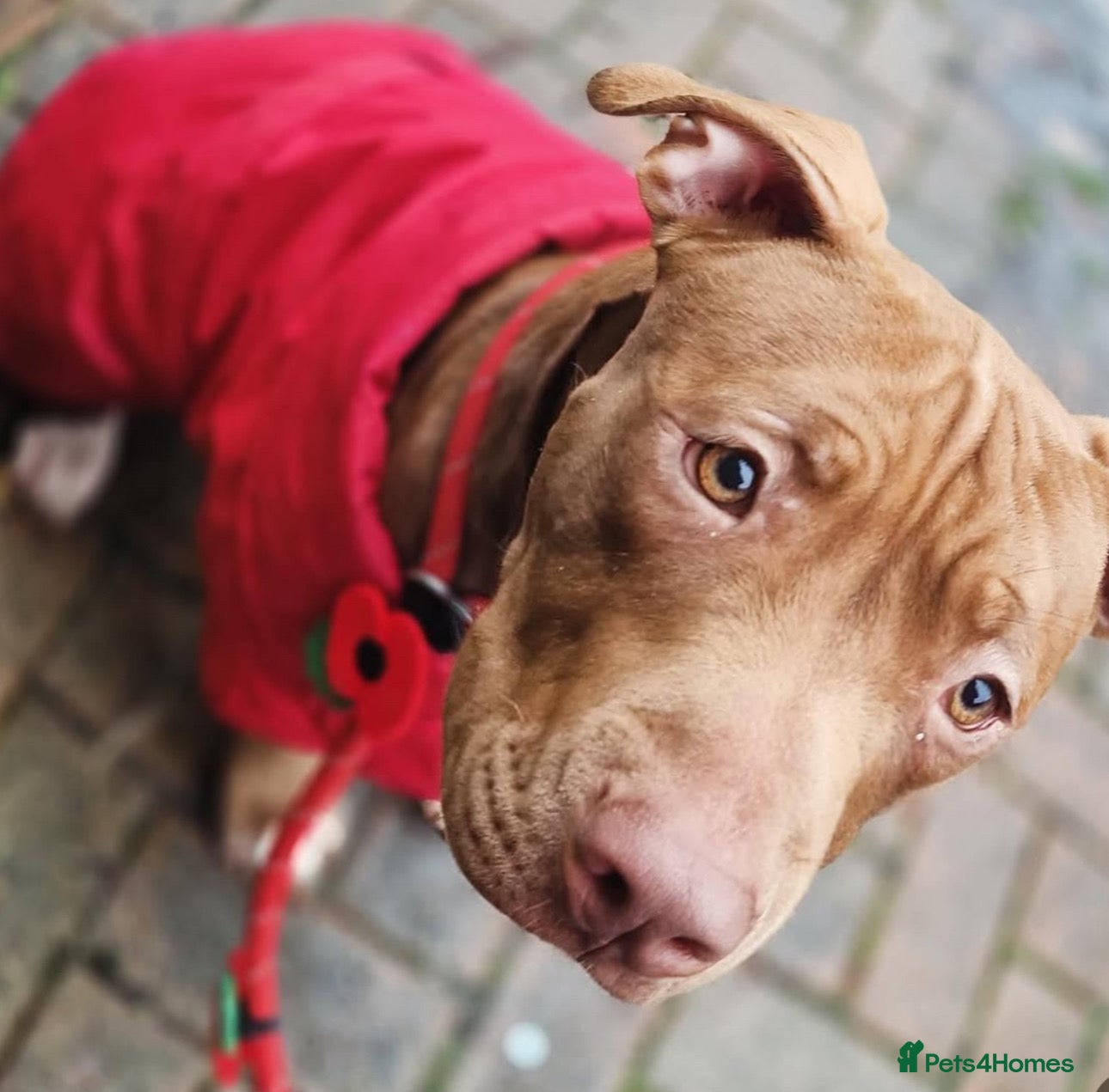 American Bull Staffy dogs Loving female for adoption  - Advert 4