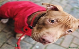 American Bull Staffy dogs for sale: Loving female for adoption  - Advert 1