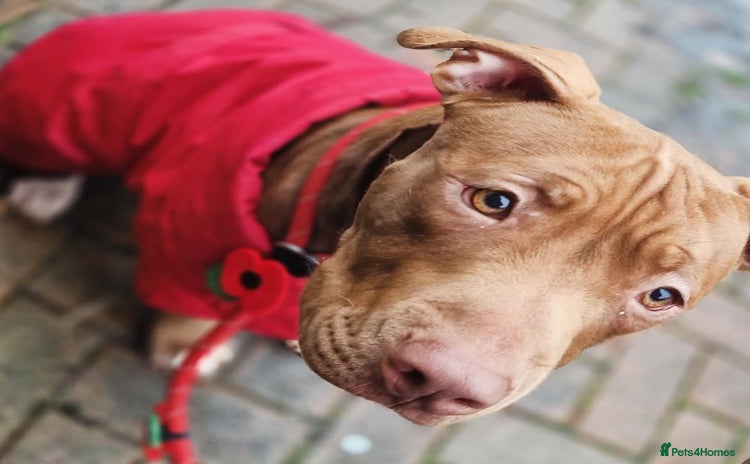 American Bull Staffy dogs Loving female for adoption  - Advert 8