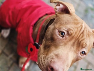 American Bull Staffy dogs Loving female for adoption - Advert 2