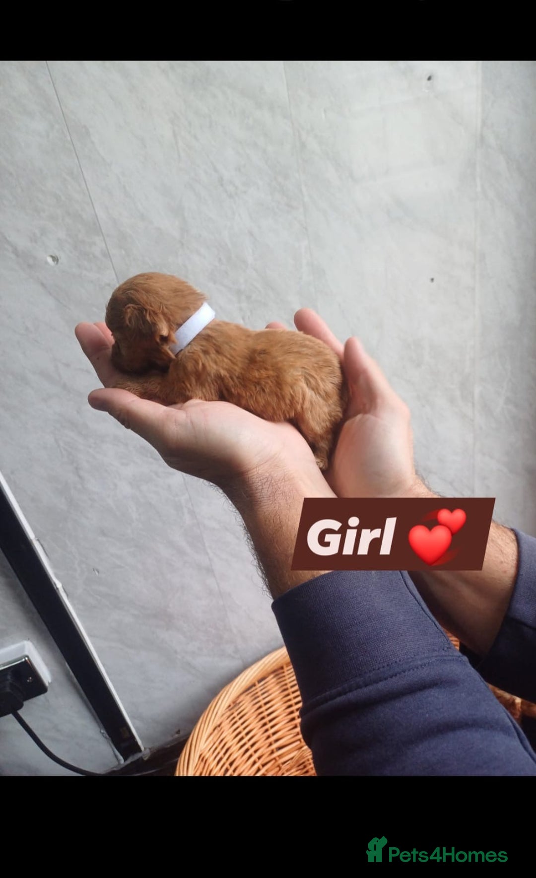 Cockapoo dogs for sale: Adorable Cockapoo’s - Image 15