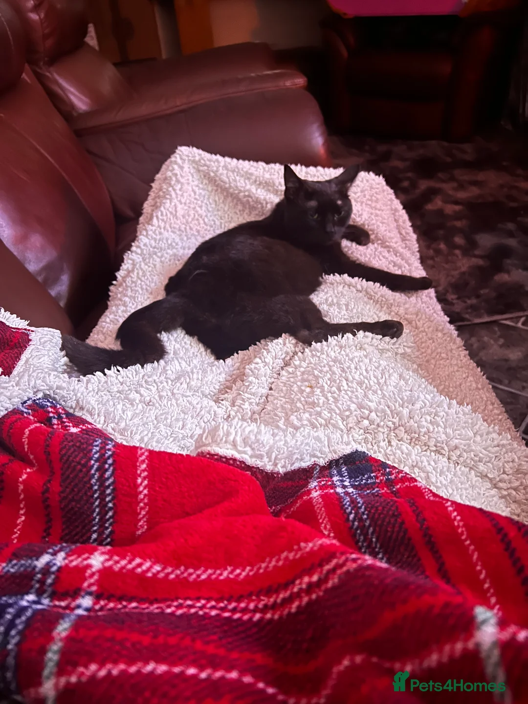 Persian cats for sale: Persian mix kittens - Advert 5