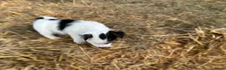 Jack Russell dogs for sale:  Tri coloured Jack Russel Pups! - Advert 10