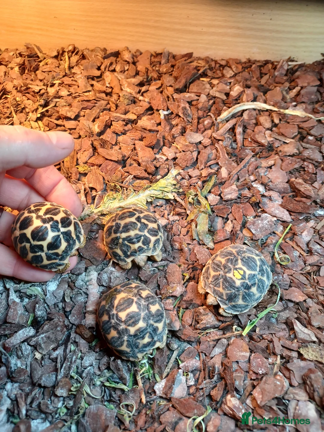 Tortoise reptiles for sale: INDIAN STAR TORTOISE BABIES UK BRED AUTUMN 2025 - Advert 2