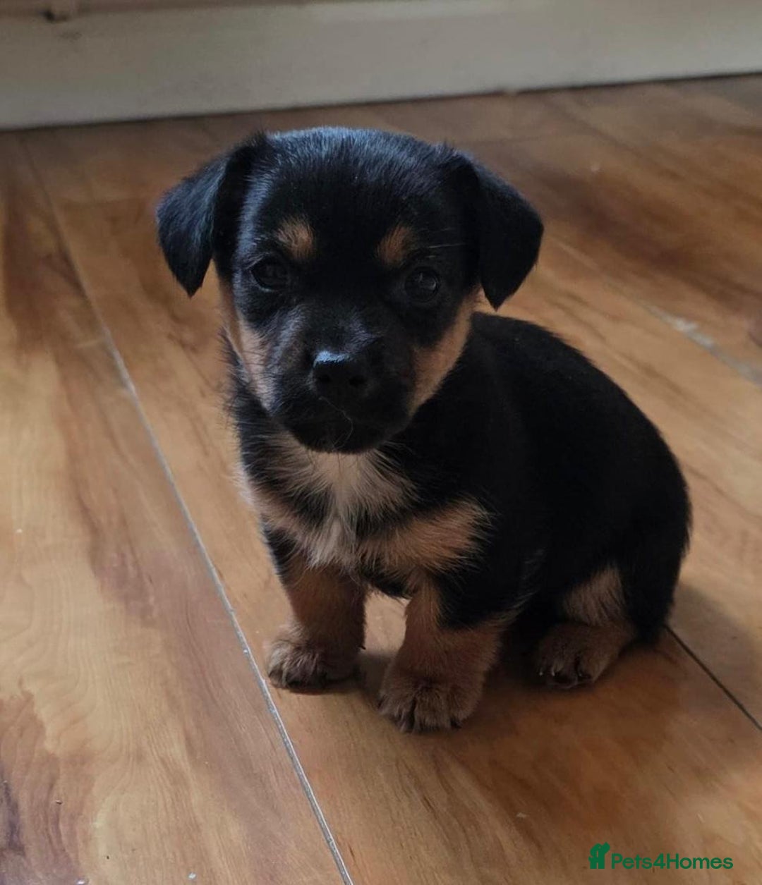 Jack Russell dogs for sale: Jack Russell Puppies - Image 4