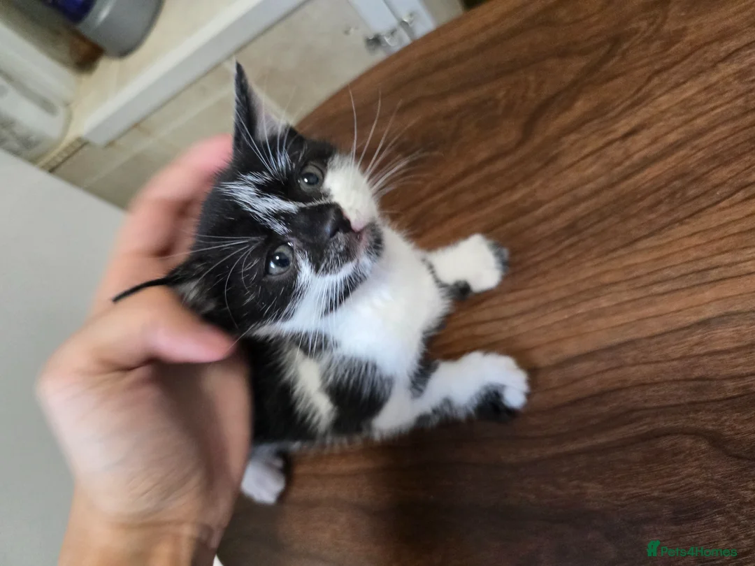 Bengal cats for sale: Bengal cross kittens for sale in Rochdale - Advert 9