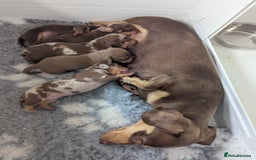 Miniature Dachshund dogs for sale: Beautiful mixture of chocolate and cream mini's - Image 12